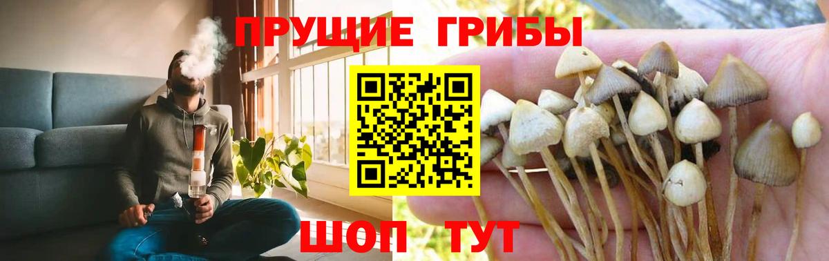 Ефремов  Псилоцибиновые грибы Psilocybine cubensis  Вход с VPN 